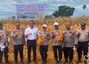 Dukung Ketahanan Pangan, Kapolsek Medan Tuntungan Hadiri Panen Jagung