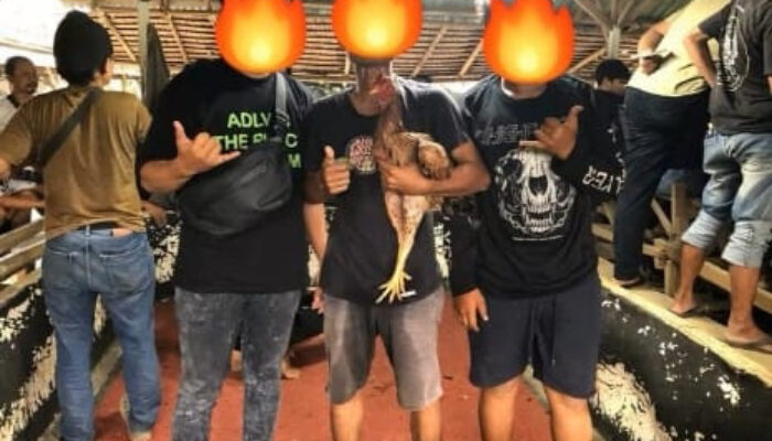 Polsek Biru-Biru Dinilai Lemah Berantas Judi Sabung Ayam, Warga Sidomulyo Desak Kapolres Deli Serdang Turun Tangan