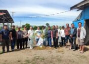 Tanam 14 Batang Ganja di Ladang, Pria Lansia di Berastagi Diamankan Polsek Berastagi