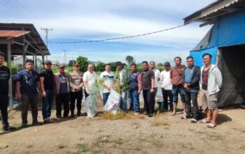 Tanam 14 Batang Ganja di Ladang, Pria Lansia di Berastagi Diamankan Polsek Berastagi
