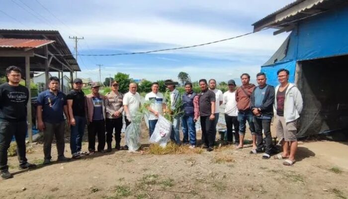 Tanam 14 Batang Ganja di Ladang, Pria Lansia di Berastagi Diamankan Polsek Berastagi